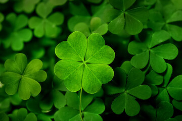 Beautiful fresh green clover leaves, closeup view - Powered by Adobe