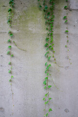 Vines on a concrete wall