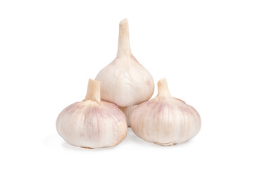 Fresh garlic bulb isolated on white background