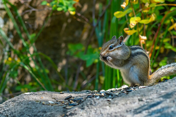 Naklejka na ściany i meble close up, a striped gray Siberian chipmunk holds a sunflower seed with its paws and nibbles in its mouth, sitting on a stone in the forest against the background of green grass