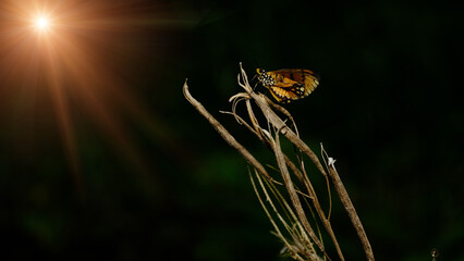 butterfly on a flower