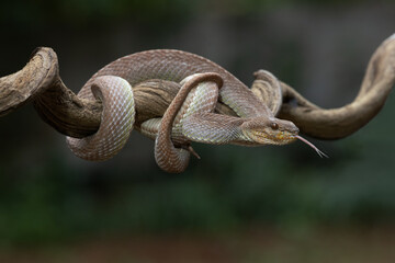 A venomous snake  as a natural predator ready to strike their prey.