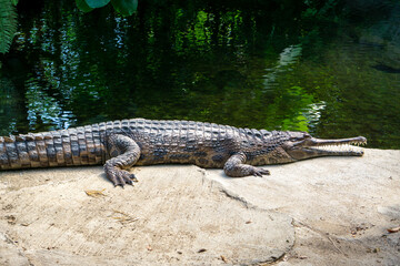 alligator in the everglades