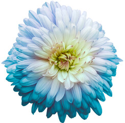 Light blue  chrysanthemum.  .  Flower on white  isolated background with clipping path.  For design.  Closeup.  Nature.
