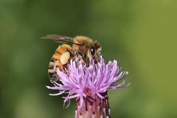 Honeybee on prickle covered with pollen with large pollen sacks showing feeding in late summer in park