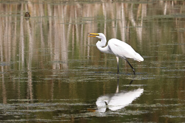 Naklejka premium Great Egret feeding on minnows in marsh sometimes catching one or even two at a time.