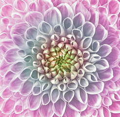 flower dahlia light pink. Floral background closeup. Macro.	