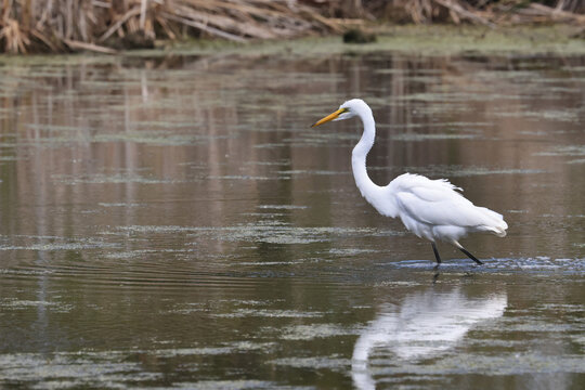 Great Egret Feeding On Minnows In Marsh Sometimes Catching One Or Even Two At A Time.