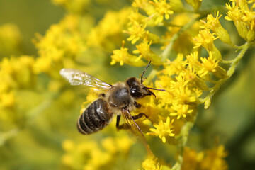Honey bee on fall flower golden rod working to collect nectar and pollen