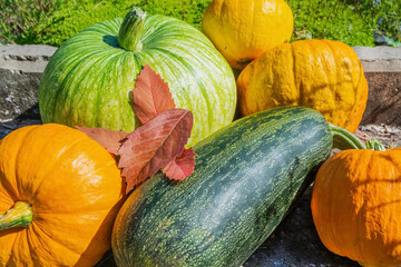 Harvests of pumpkins and zucchini are found in the garden in the fall