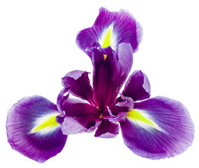 Fototapeta na wymiar Purple iris flower on white isolated background with clipping path. Closeup. For design. Nature.