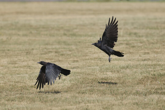 Crows taking off into flight over grass