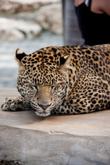 a large leopard is sleeping