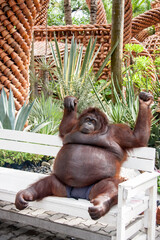 a very fat monkey is sitting on a bench
