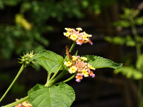 bee on a flower
