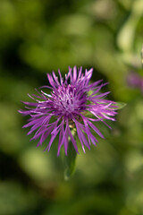 Purple flower in the forest