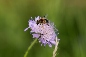 Purple flower with bee in the forest