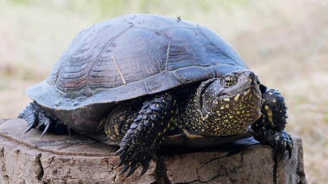 European Pond Turtle Sits on a Tree Stump in Forest. River turtle pokes neck out of shell, slowly moves paws. A reptile with powerful claws, spotted head. Animal in natural habitat. Zoom. Slow motion.