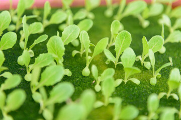 green oak sapling in Nursery tray