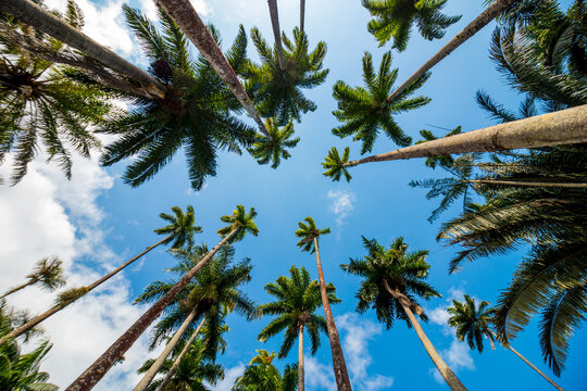 Royal palm leaves with a beautiful blue sky in Rio de Janeiro, Brazil.