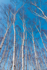 冬の白樺林を見上げる  北海道札幌市