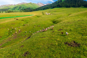 Fototapeta na wymiar Green grassland and mountain natural landscape in Nalati grassland,Xinjiang,China.Aerial view.