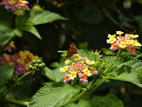 butterfly on flower