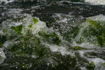 Ulva algae in algae growing farms (superfood)