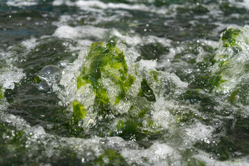 Ulva algae in algae growing farms (superfood)