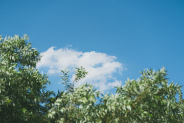 파란 하늘과 구름 그리고 나무