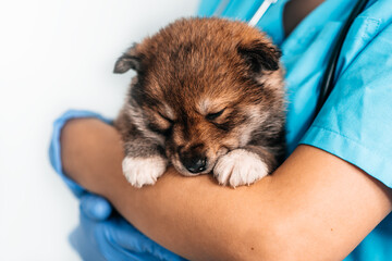 Examination of mongrel puppy at a veterinarian in a vet clinic. Examination of a pet, a funny...