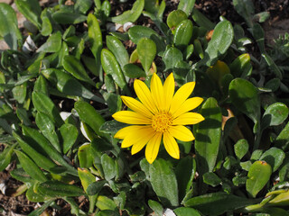 Yellow treasure Gazania Rigens blossom, close up. Daisy-like, attractive yellow flower or wild...