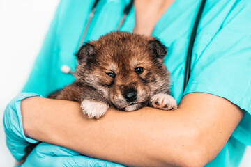 Examination of mongrel puppy at a veterinarian in a vet clinic. Examination of a pet, a funny little dog in the arms of a girl