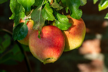 Sweet ripe braeburn apples ready to harvest in orchard