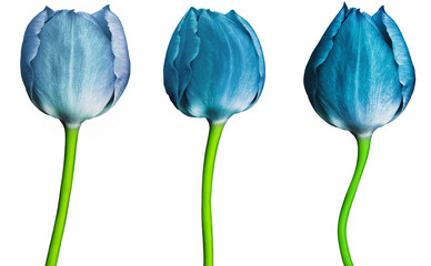 Blue  tulips..  Flowers  on a white isolated background..  For design.  Closeup.  Nature.