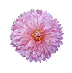 Pink chrysanthemum flower  on white isolated background. Closeup. For design. Nature.