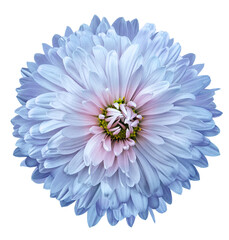 Blue  chrysanthemum flower  on white isolated background. Closeup. For design. Nature.