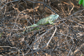 The Green Iguana (Iguana leguan)