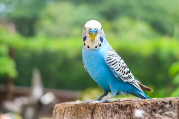 Blue bird is standing on the tree.