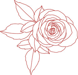 Rose line drawing. Rose line art 