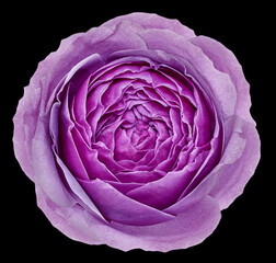 Obraz premium Purple rose flower on black isolated background with clipping path. Closeup. For design. Nature.