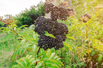 Bunches of black elderberry in the sunlight. Elderberry, black elderberry, European elderberry....