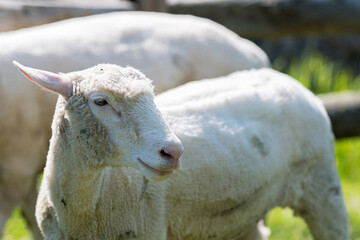 羊毛を刈り取られた羊  北海道恵庭市