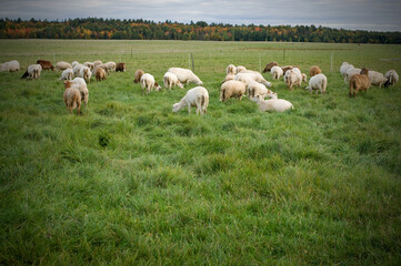 Obraz premium Herd of Sheeps Grazing in a Field during Fall Season