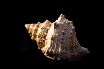 Seashell on black background