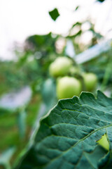 green tomato leaves are in a beautiful garden, object focus to the leaves.