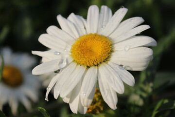 Fototapeta premium daisy flower closeup