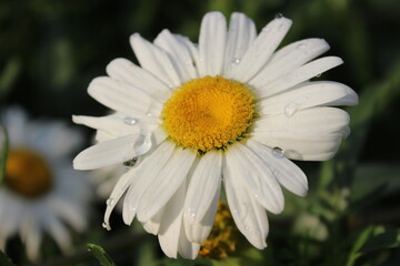 daisy flower closeup