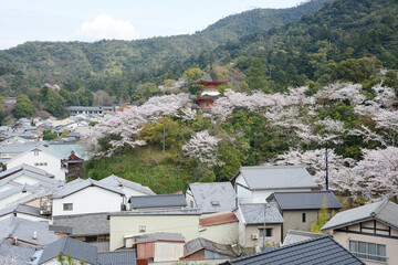 Fototapeta na wymiar miyajima sakura