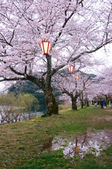 iwakuni sakura